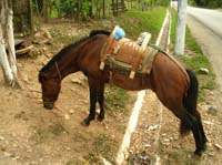 dulce-10-homemade-saddle