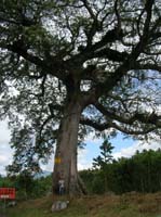 monterico-02-monte-30-giant-tree