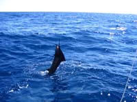 jumping sailfish photo