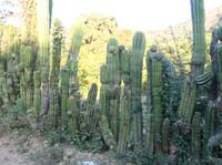 salto-14-fence-with-cactus